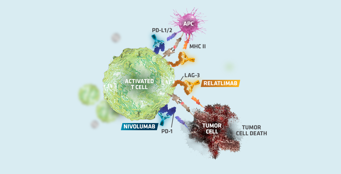 Opdualag™  mechanism of action step 1, graphic