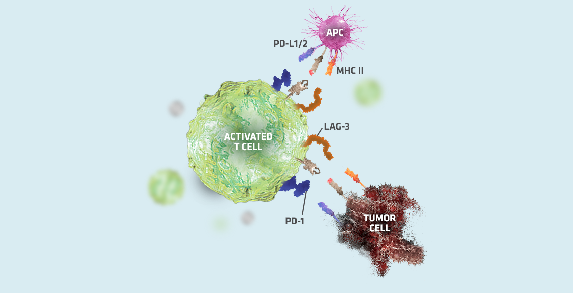 Opdualag™  mechanism of action step 2, graphic