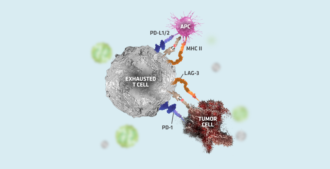 Opdualag™  mechanism of action step 3, graphic