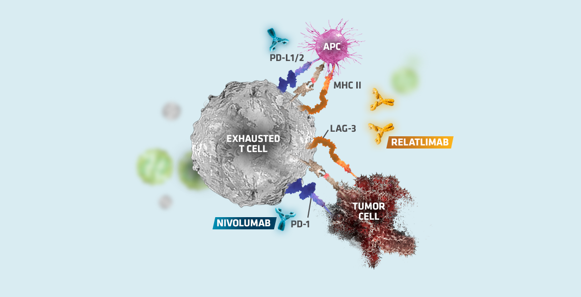 Opdualag™  mechanism of action step 4, graphic