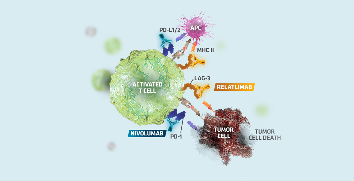 Opdualag™  mechanism of action step 5, graphic